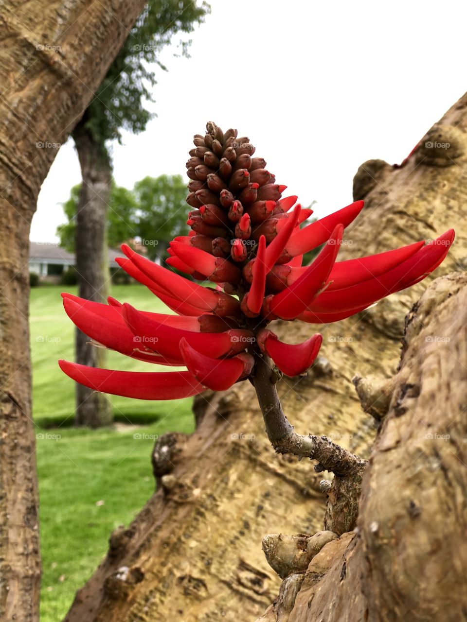 Foap Mission “Trees Around Us”! Brilliant Red Bloom On A Tree Trunk!