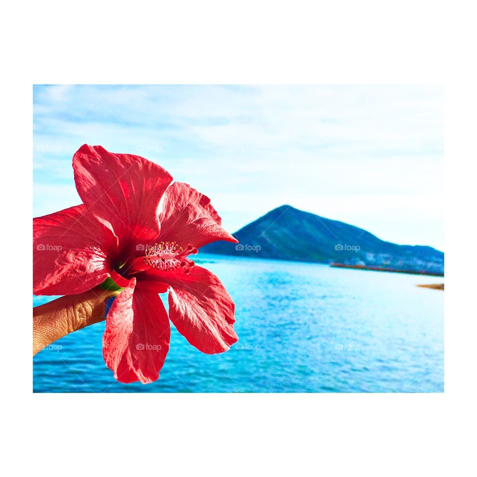 Woman hand holding red hibiscus flower