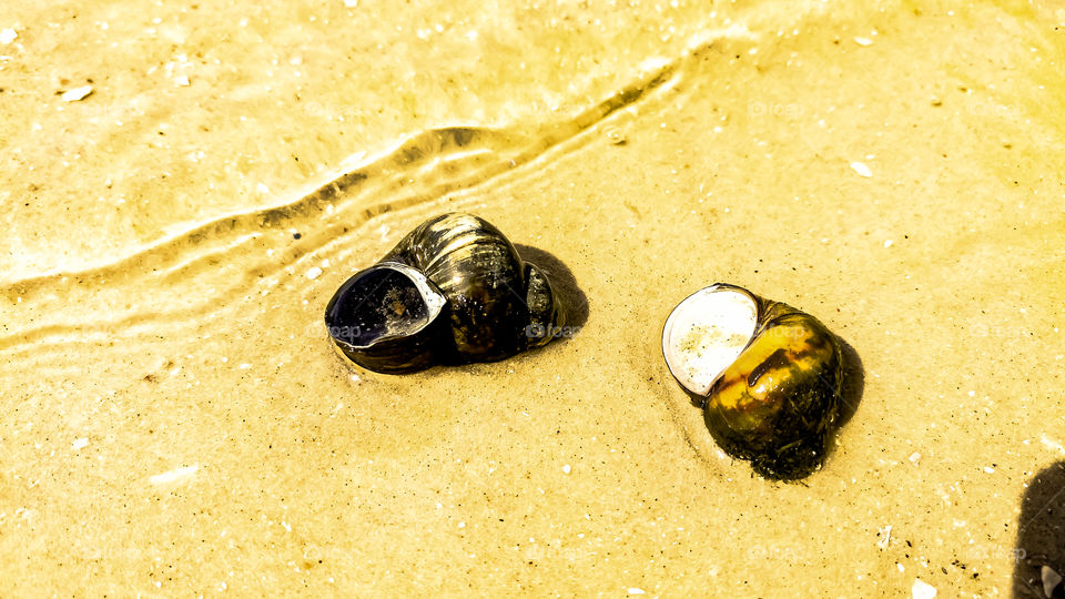 Summer, season, beach, sand, water, shell,