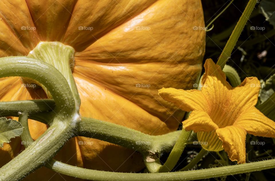 A pumpkin and flower growing on the vine