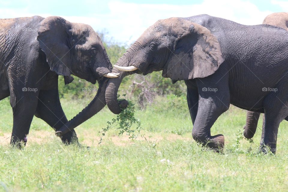 elephants, namibia