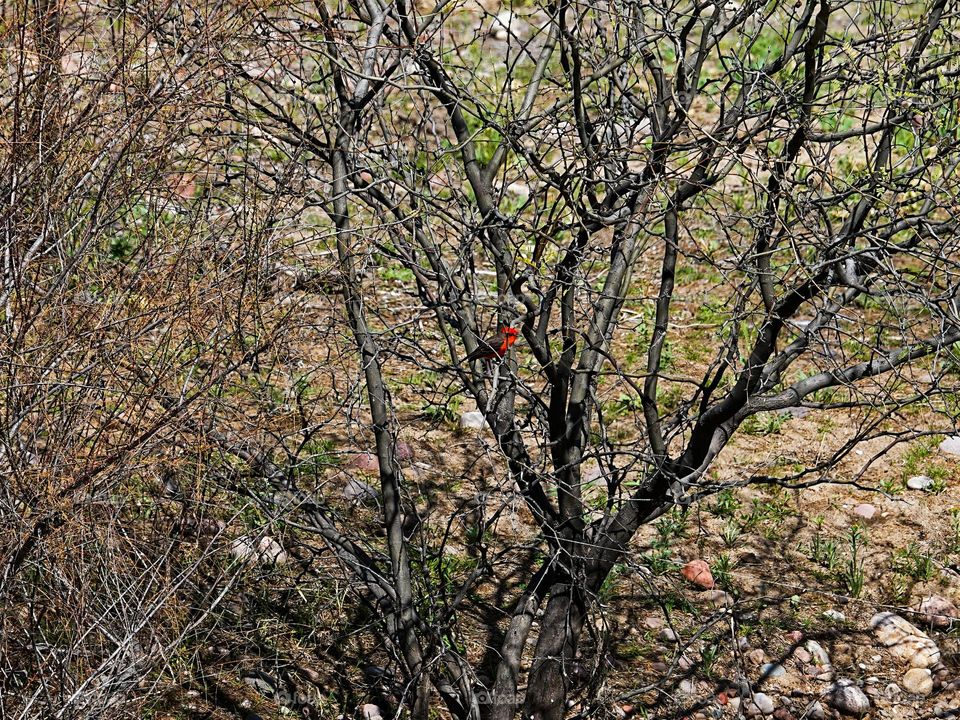 A colorful bird is the highlight of a late winter scene