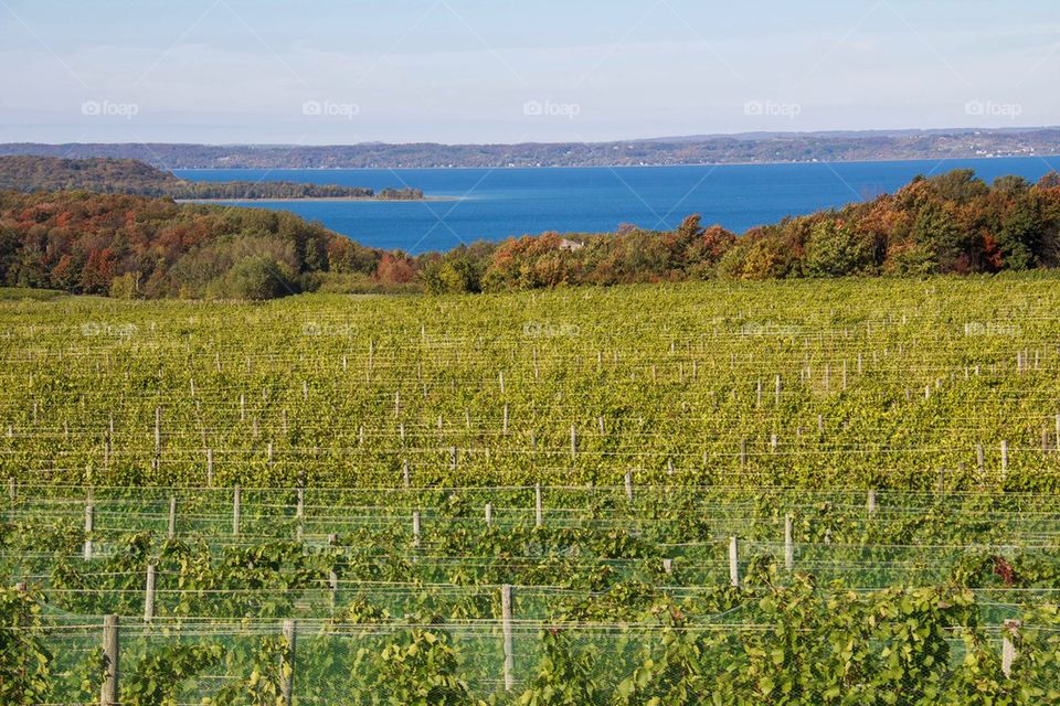 Protecting the grapes