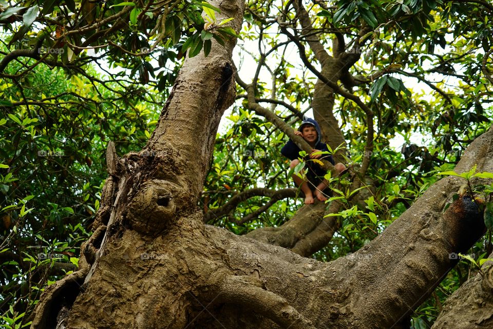 Boy In The Branches Of A Leafy Tree