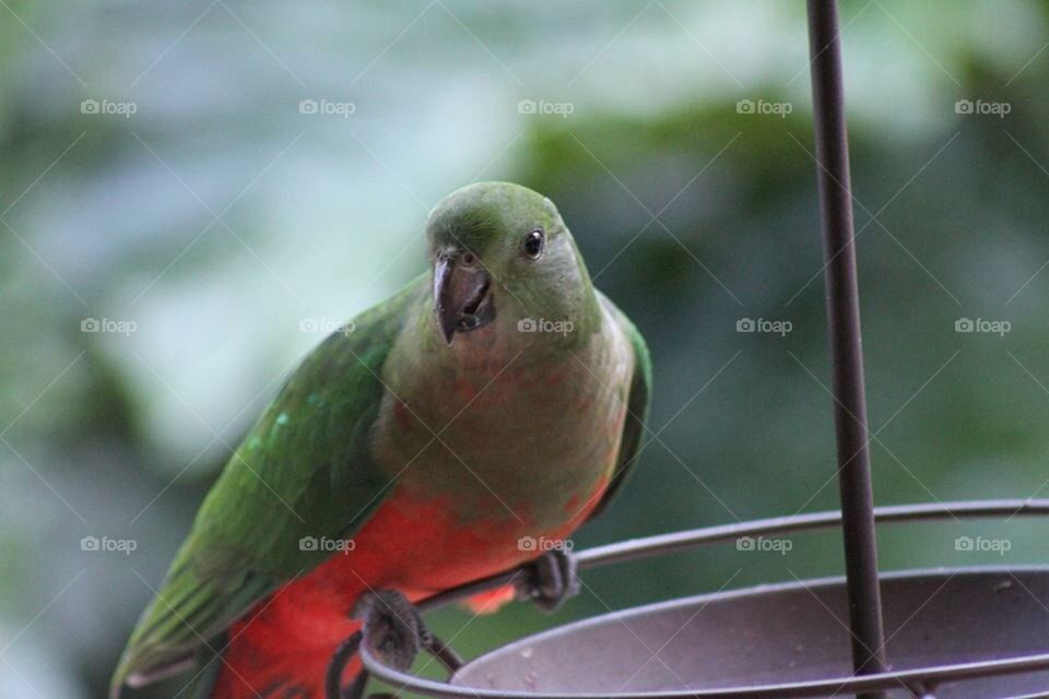 Female King Parrot