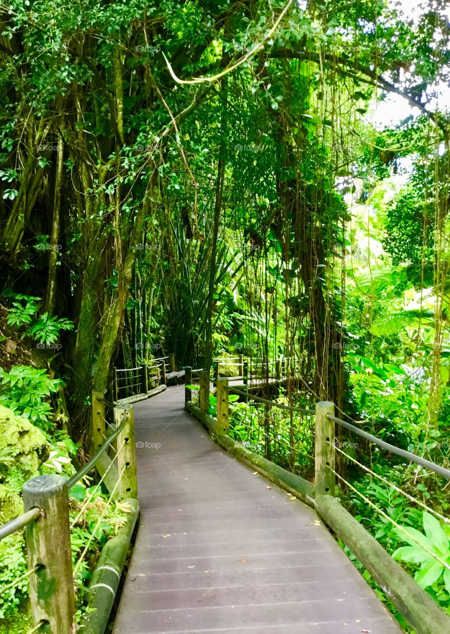 Path at Hawaii Tropical Botanical Garden