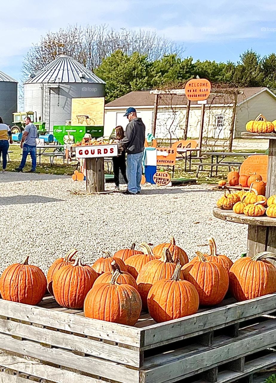 Autumn Pumpkins 