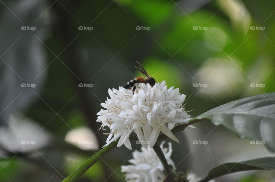 a wasp is sucking honey from coffee