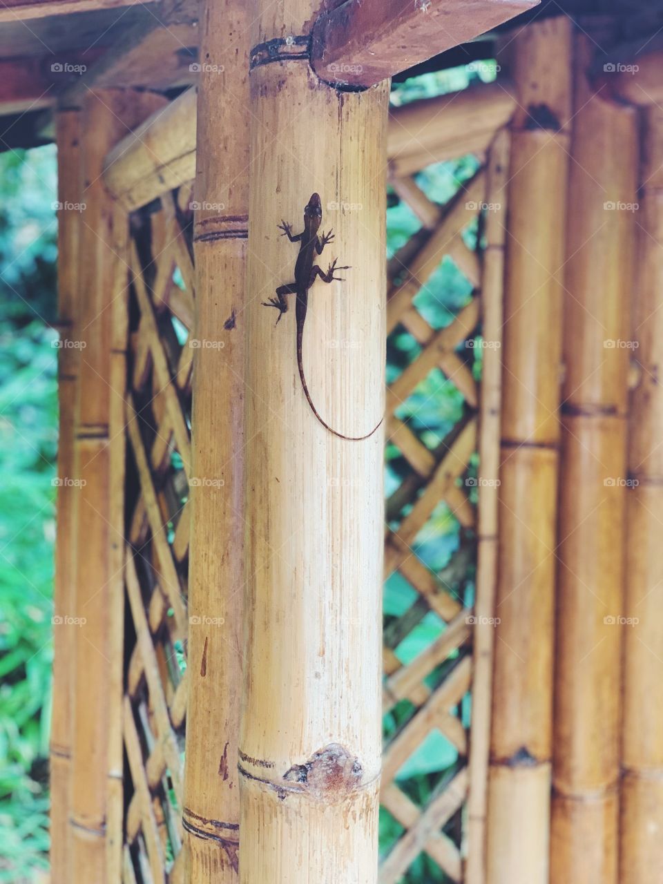Lizard on bamboo