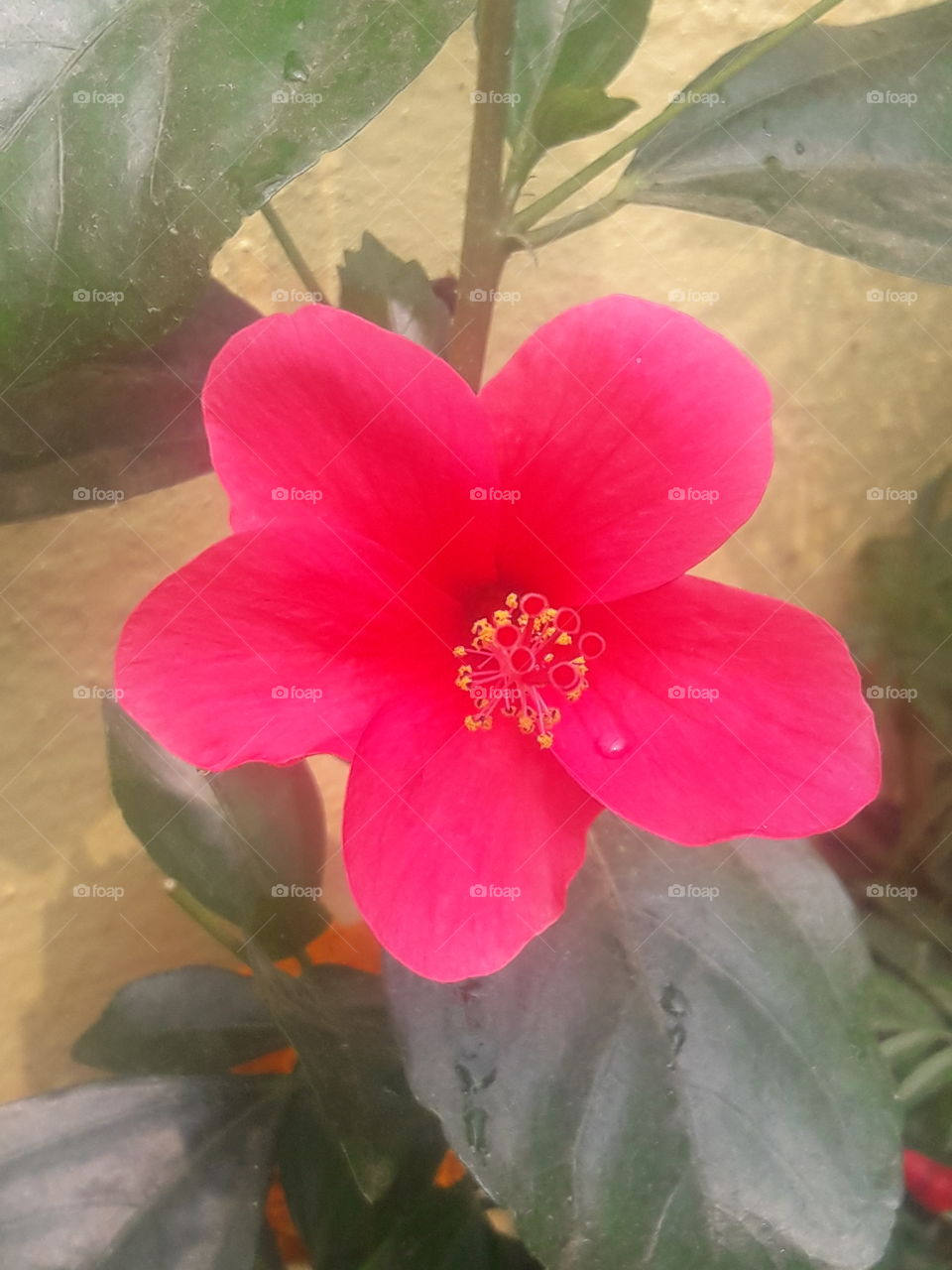 a rare and hybrid species of hibiscus at a close look