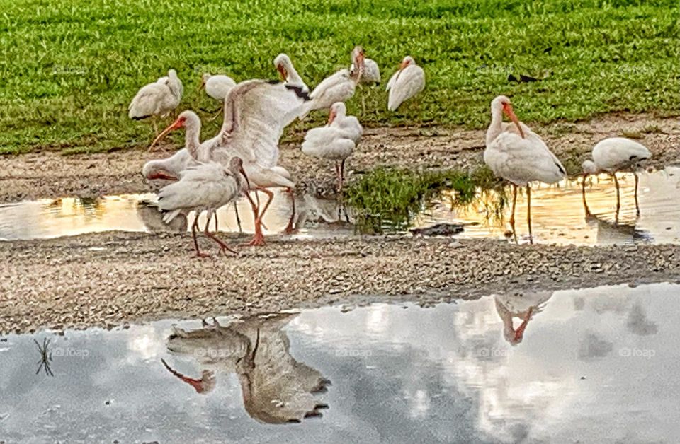 IBIS AT SUNSET