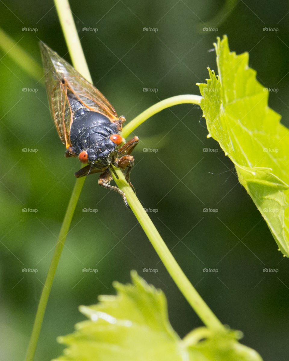 Cicada walking on a plant