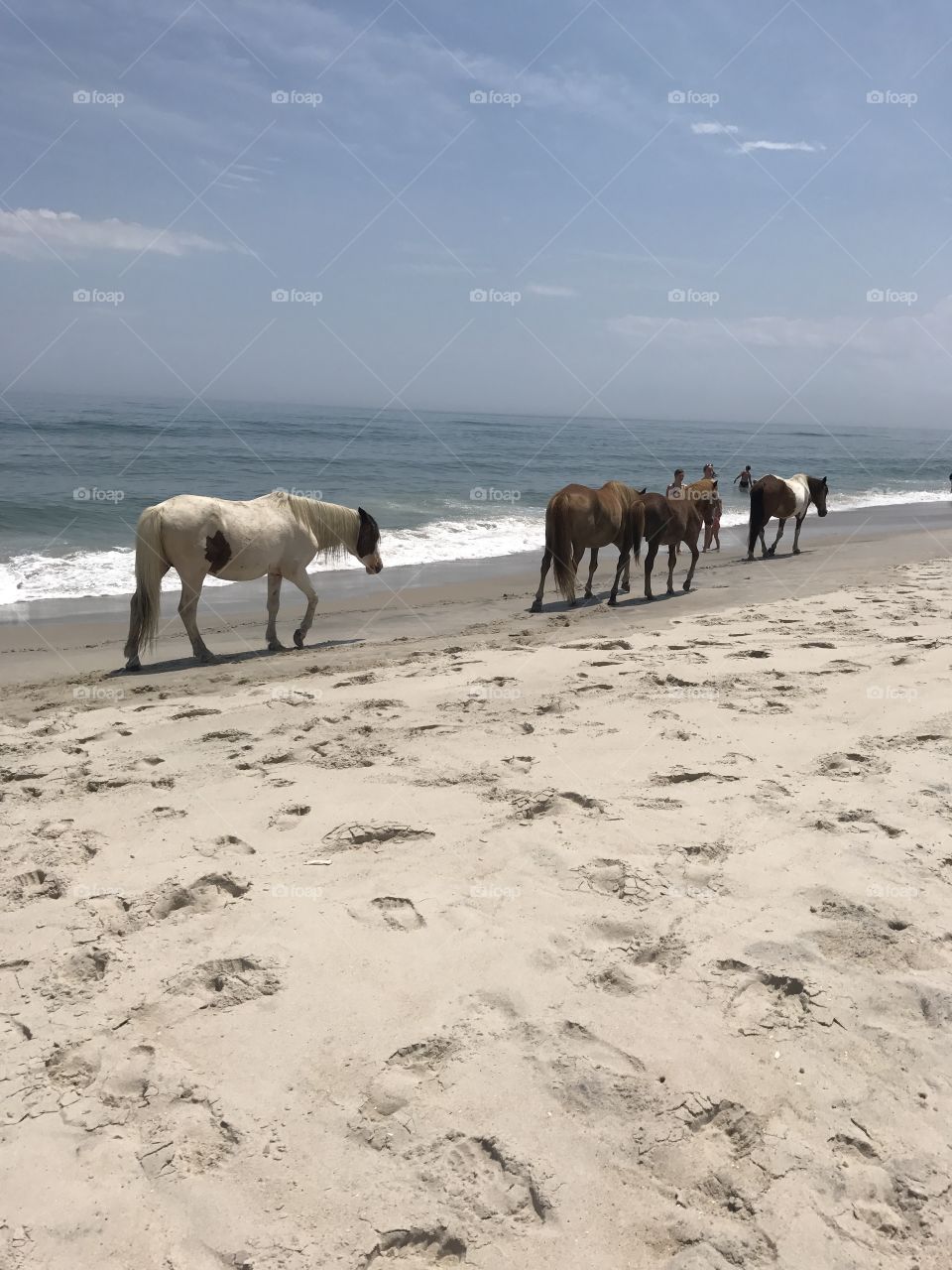 Beautiful Wild horses on the beach! 