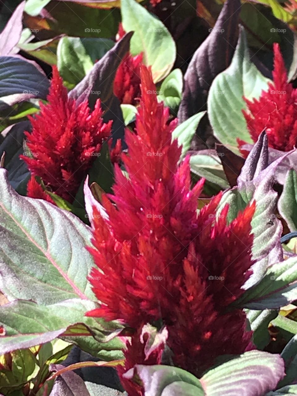 Red celosias 