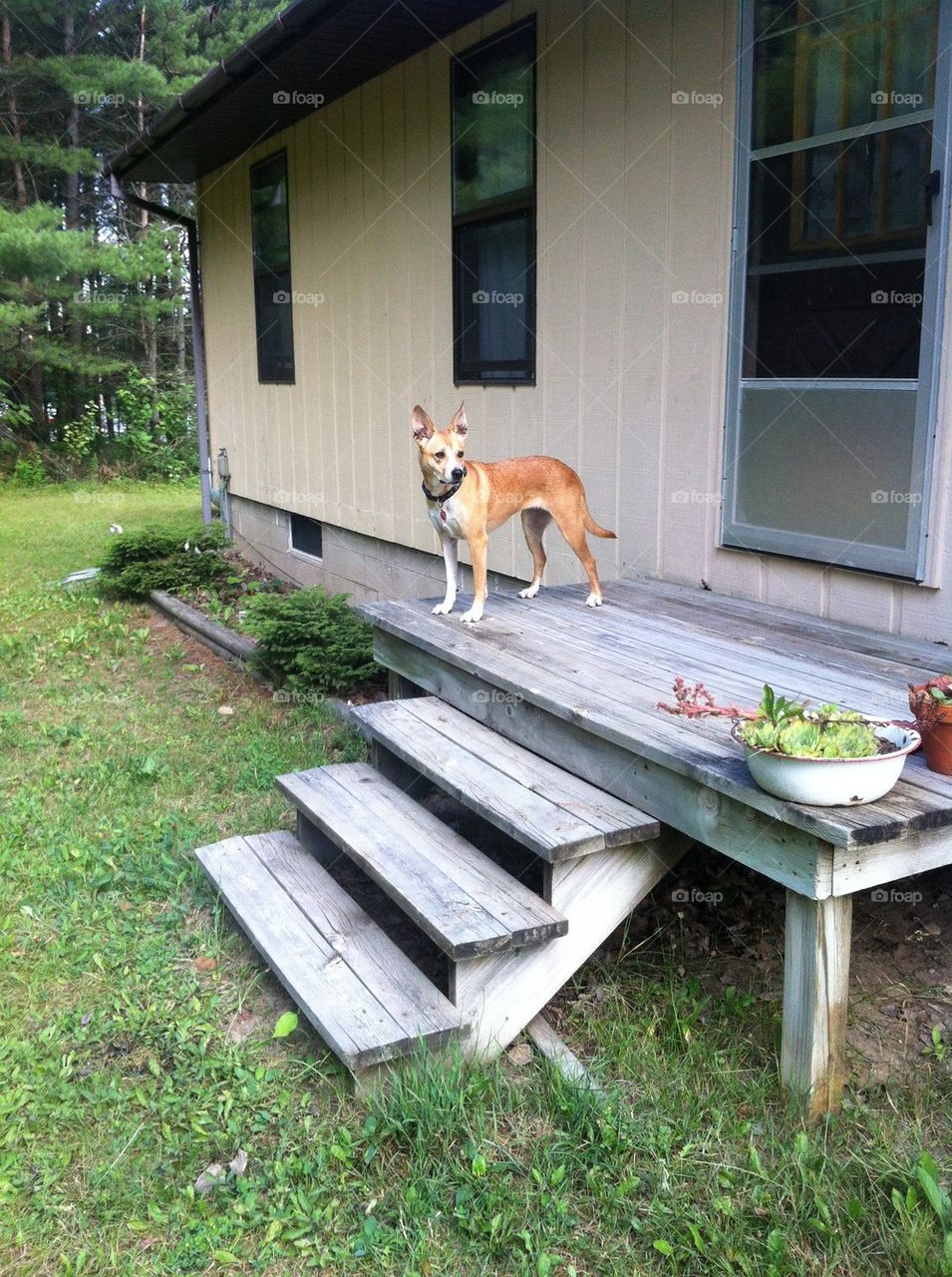 steps big ears guardian front porch by serenitykennedy