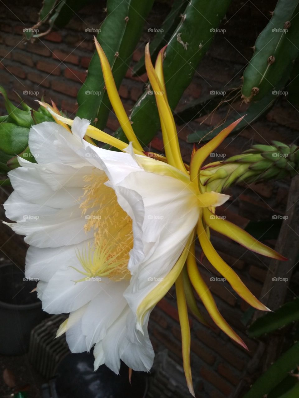The flower of naga fruit