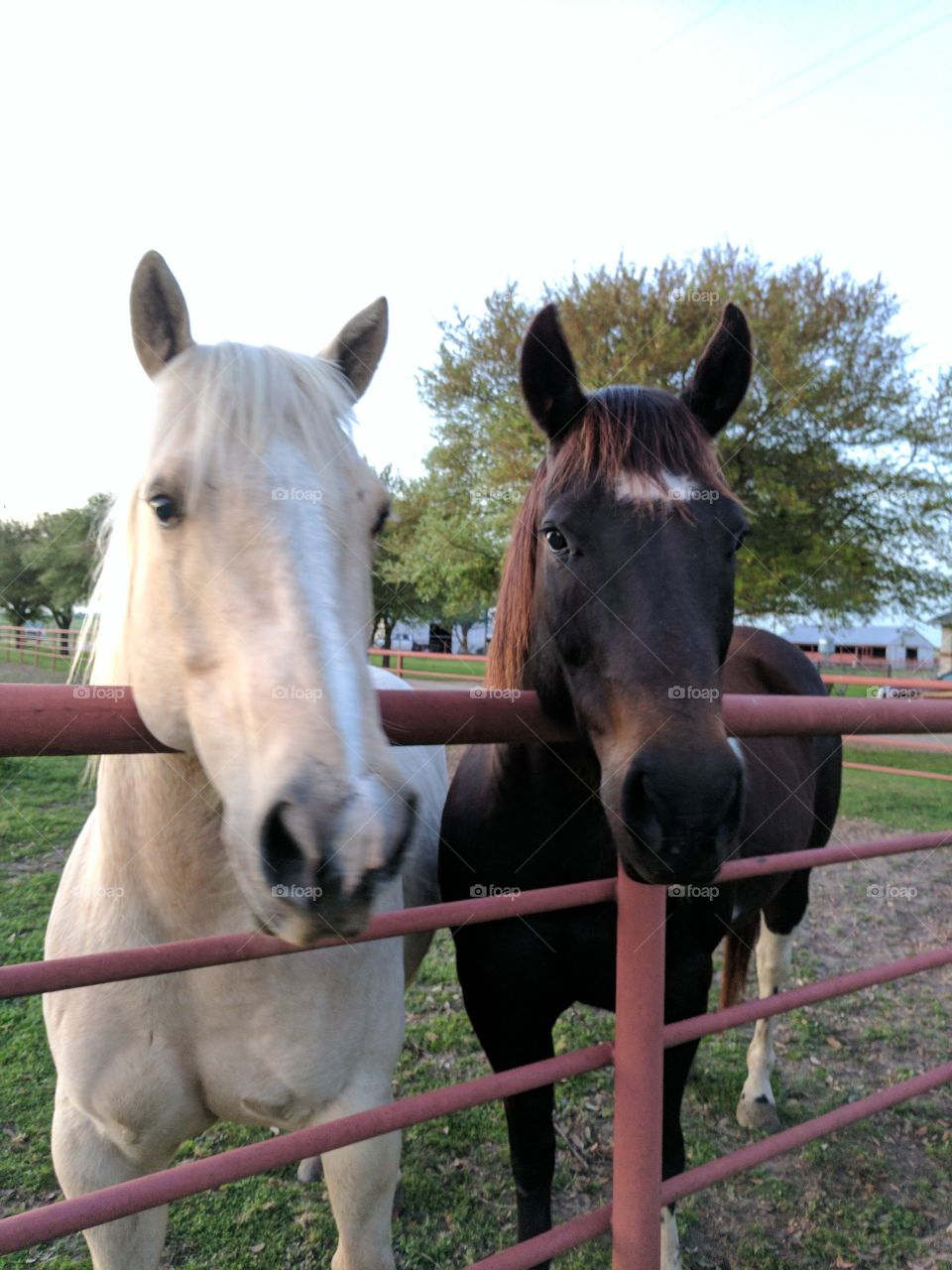 Crush & Tex, good buds