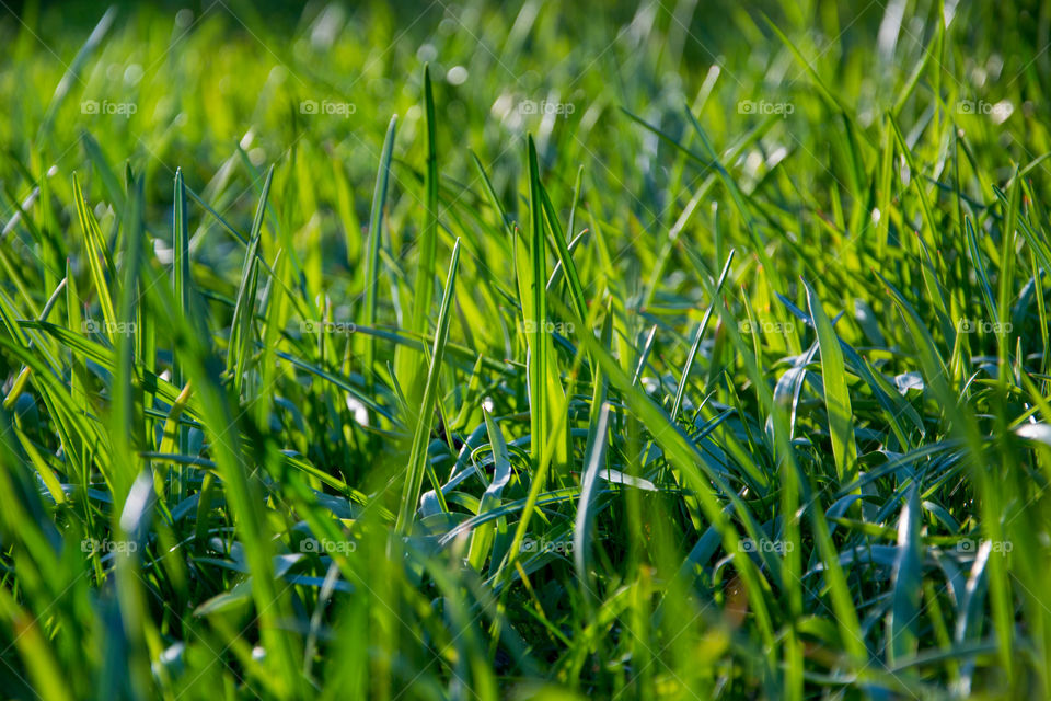 Grass in sunset.