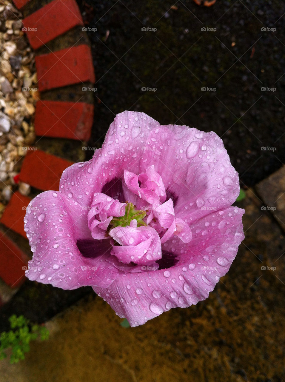 garden rain poppy drops by chris7ben