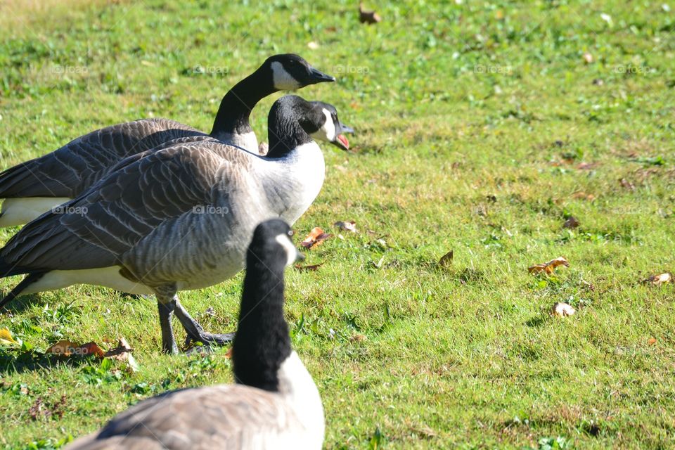 Geese enjoying a nice fall day in Connecticut