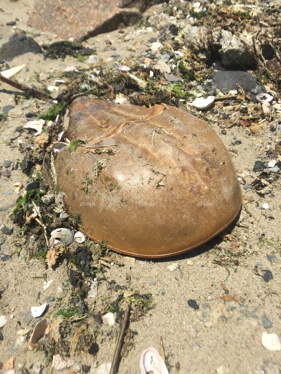 A molt from a female horseshoe crab laying on the detritus on the beach