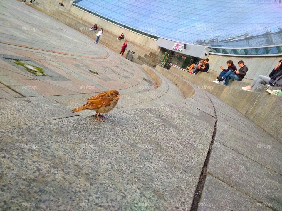 Baby sparrow