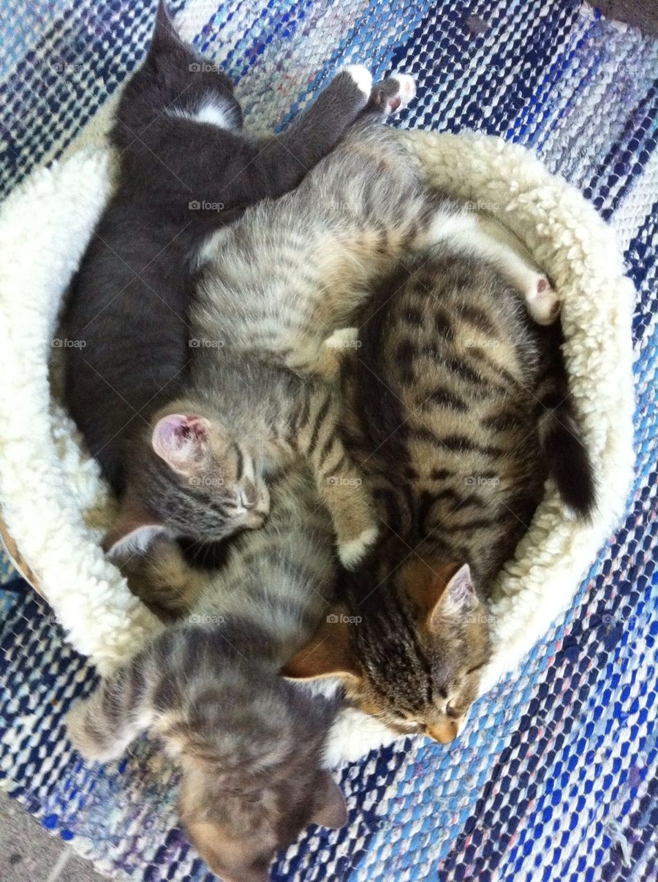 Basket full of kittens