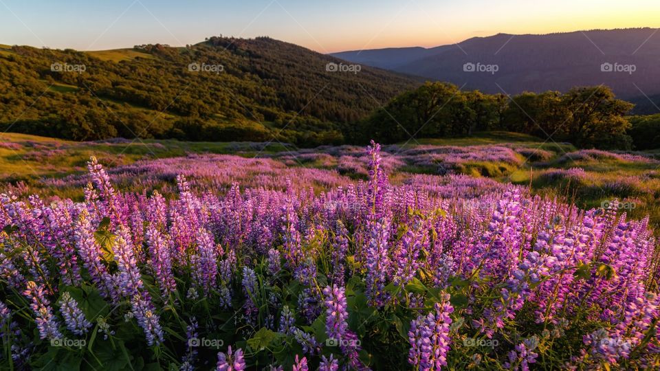 Lupine Fields as Sunset