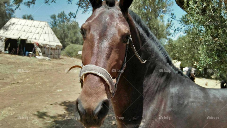 Beautiful brown head of a horse.