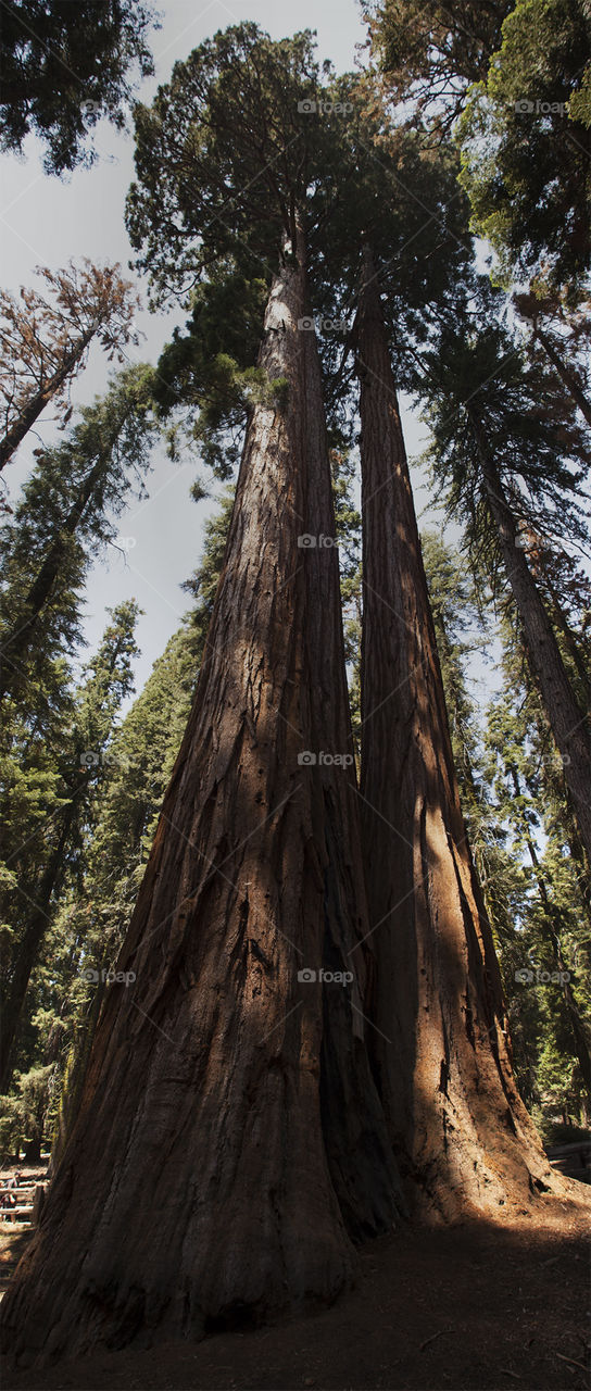 sequoia giant trees