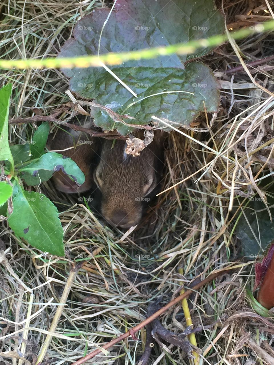 Bunny Nest