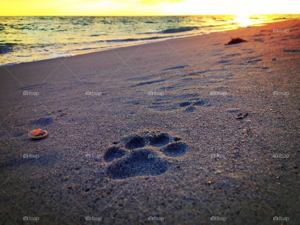 Dog Prints in the sand 
