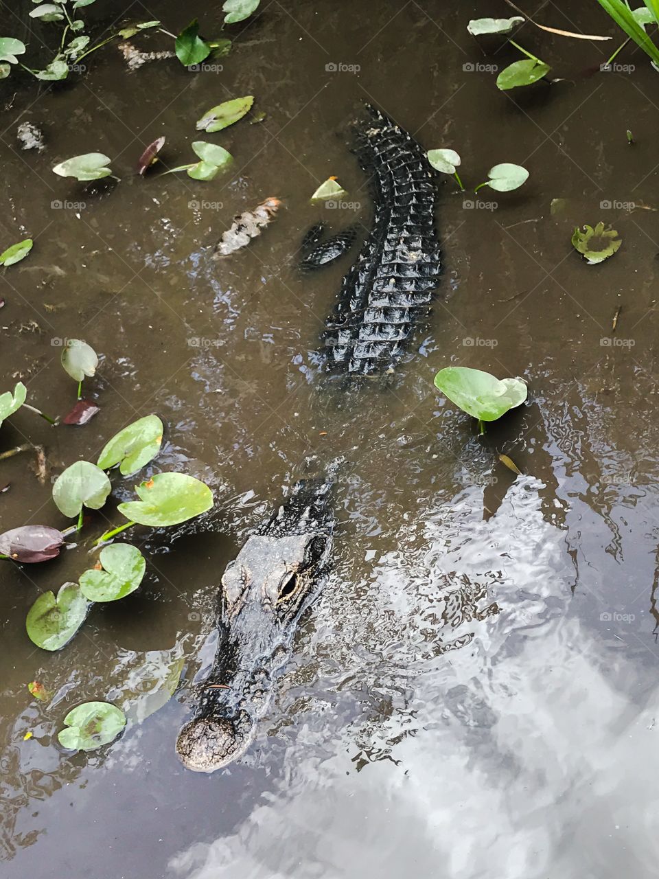 Aligator/ Everglades / Florida/ USA