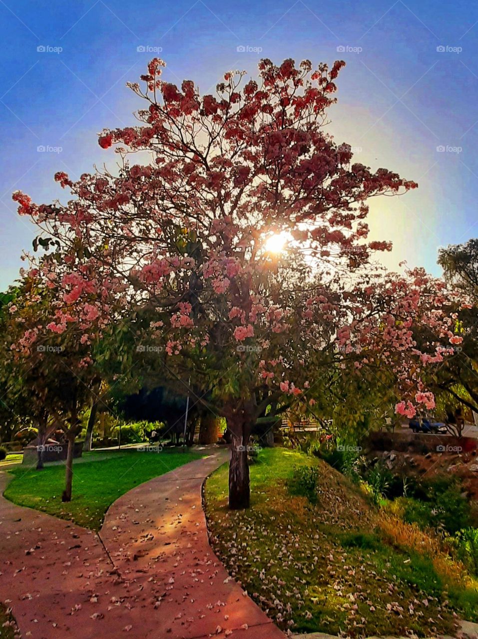 Sun through tree pink,sun,sunset,sunlight,sunshine,shining,pink,tree,park,sun, morning,landscape,colorful,spring,summer,colorful,reflection,nature