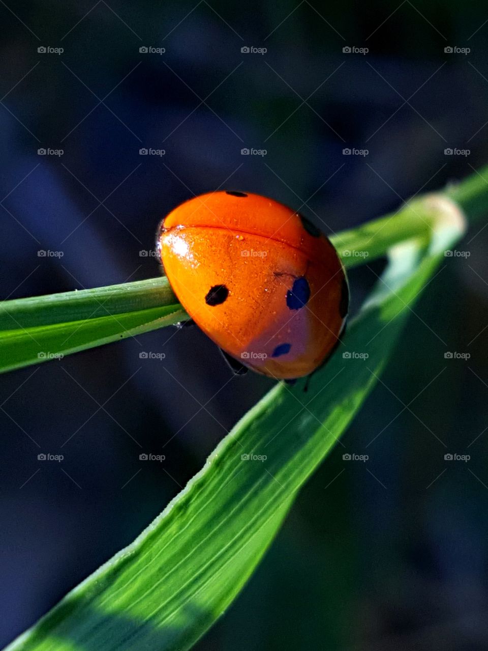 Ladybug on the blade of grass.