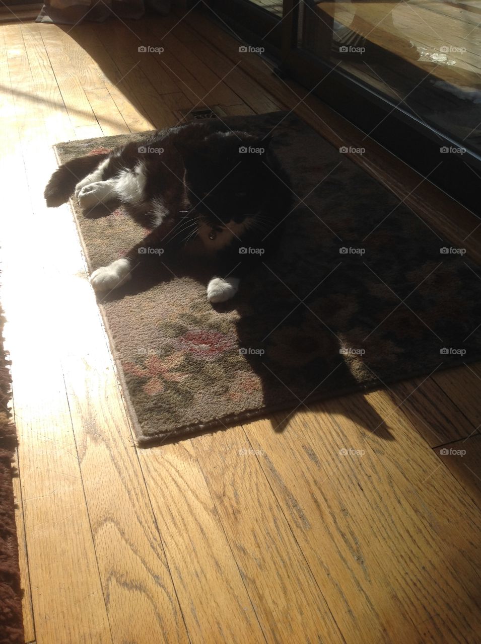 Reflection of light of cat laying in the sunlight.