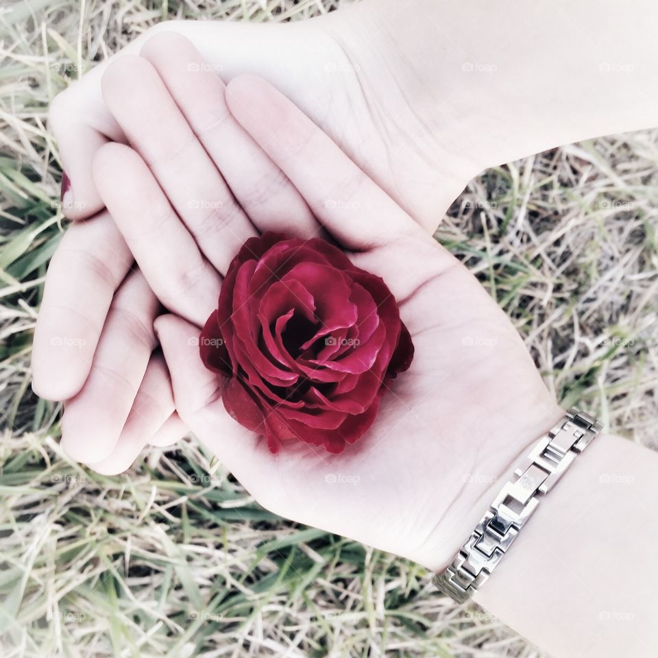 October rose- edited using Snapseed