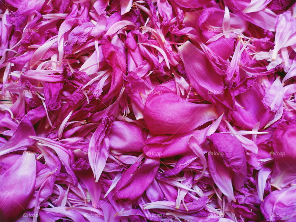 texture of peony petals, macro