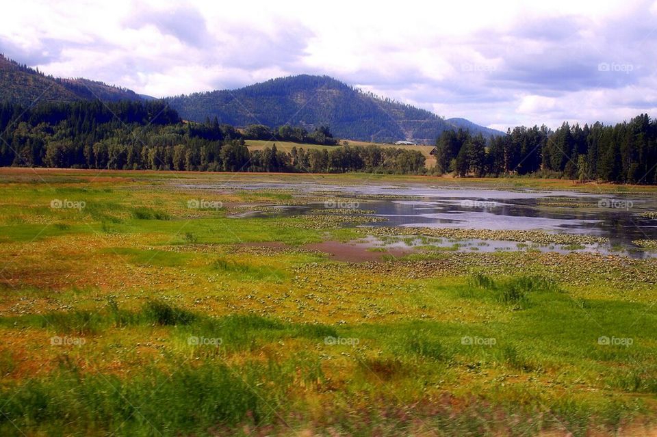 Mountain Marsh