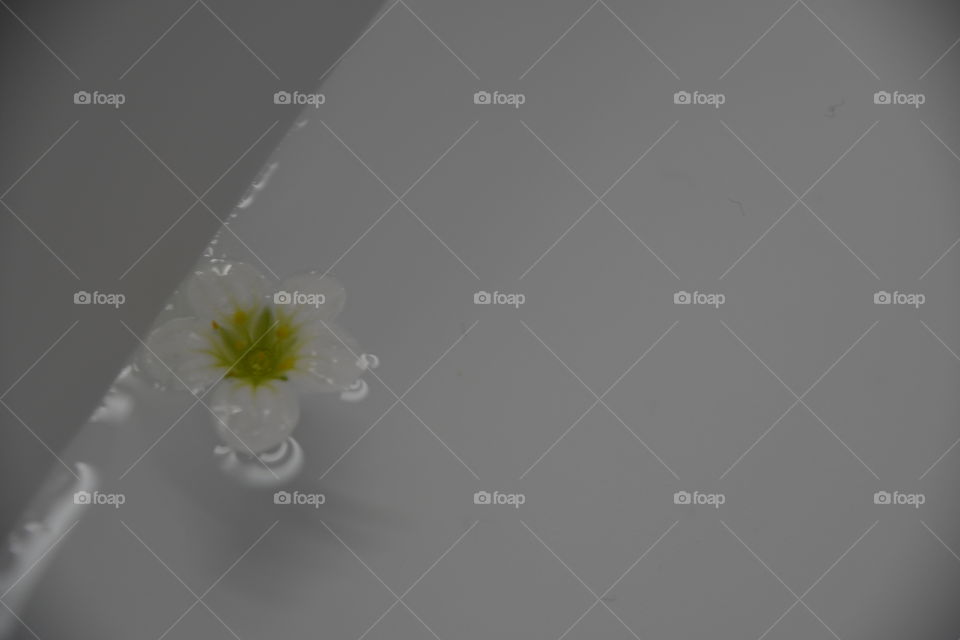 white flower floating in water