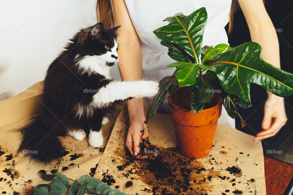 Young woman with black cat pet gardener taking care cultivate kroton plant, transplanting flower. Home gardening, houseplants, freelance. Hipster potting plants in ceramic pot on a counter in spring