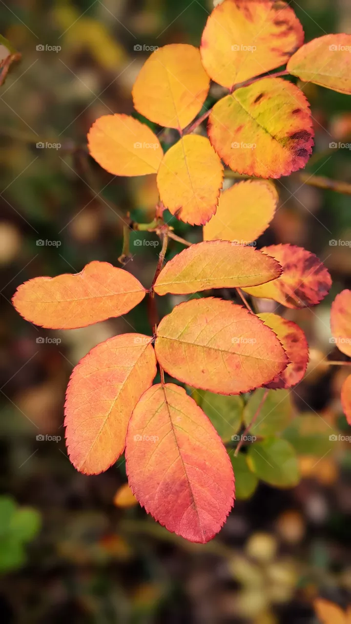 Orange autumn leaves