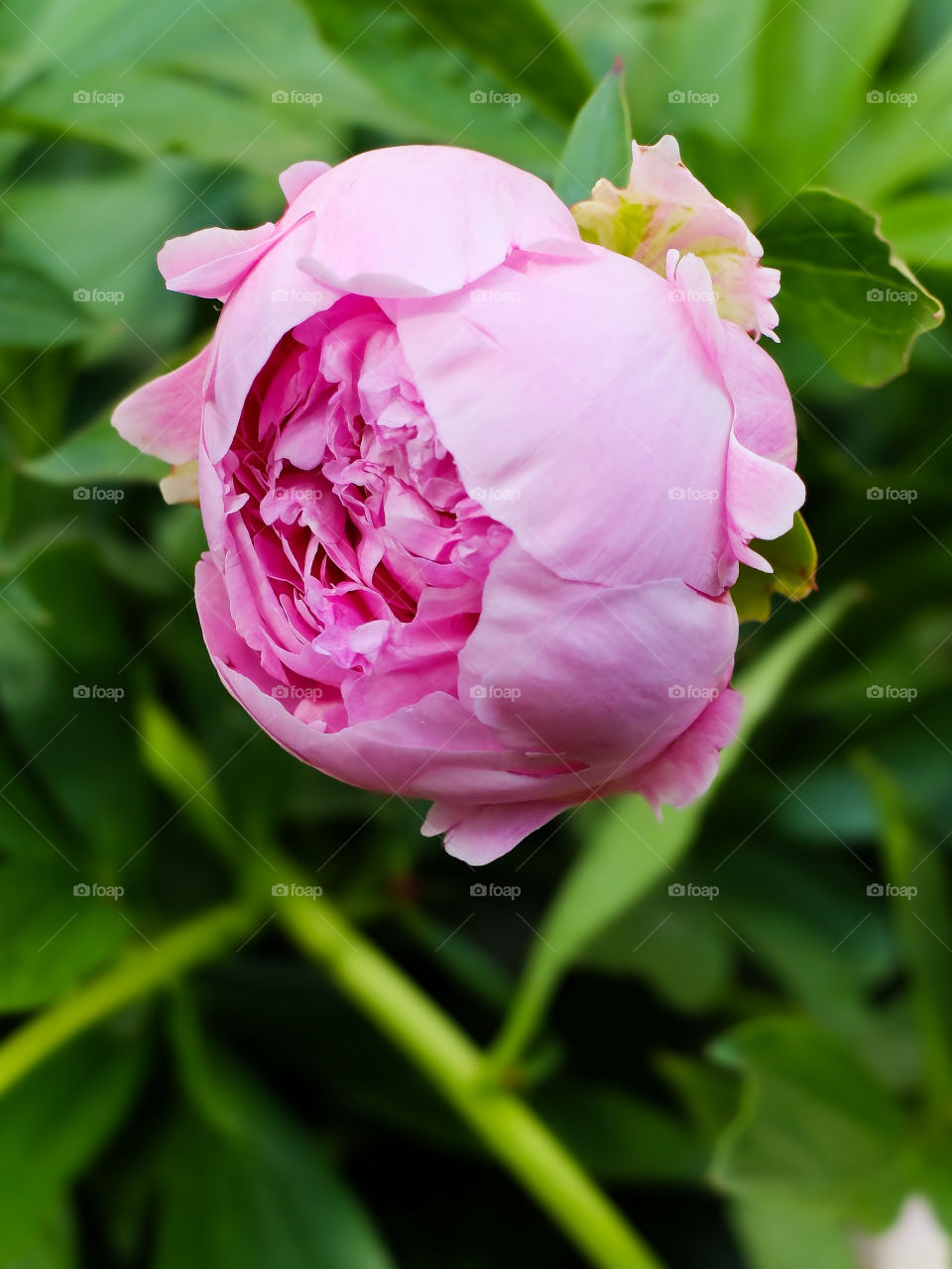 Pink peony 