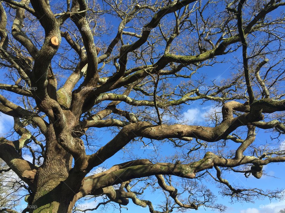 Branches in the Park, Hampstead Heath, London. Striking the way nature creates lines. 