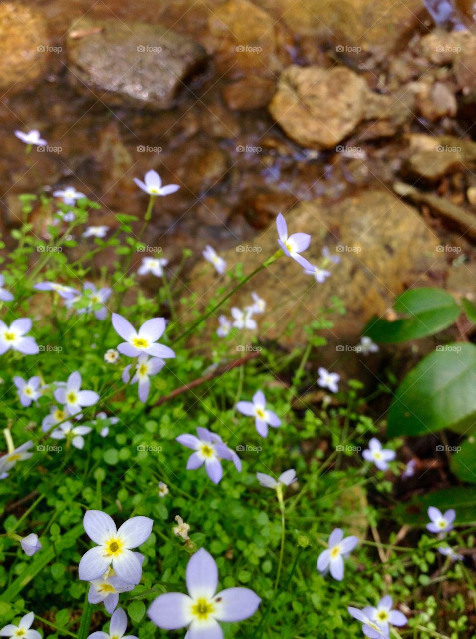 Wildflowers. A hike down the forest in Caesars head St. park.