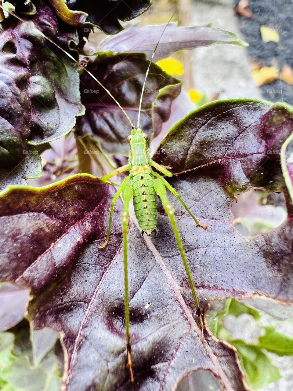 Very small katydid living on a purple basil plant. He’s spent his whole life there!