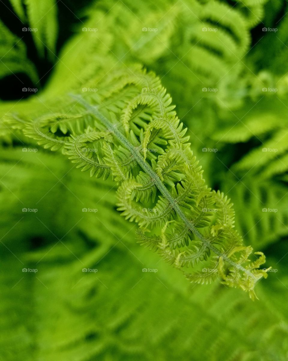 Ferns Knitted Together