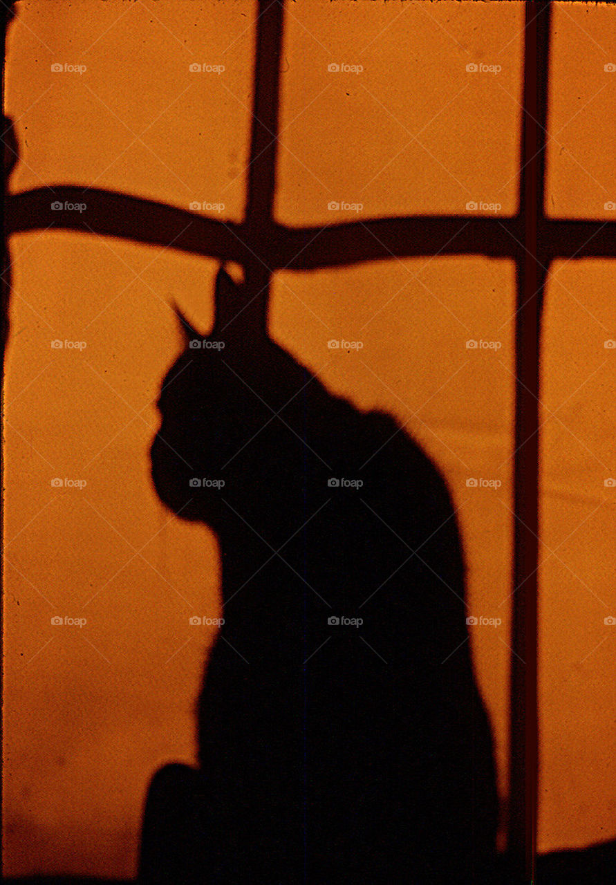 cat silhouette