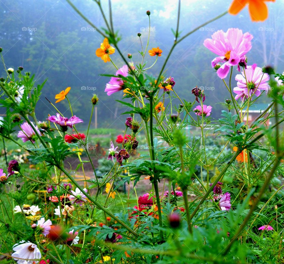 Wild Flowers in the Morning Fog!