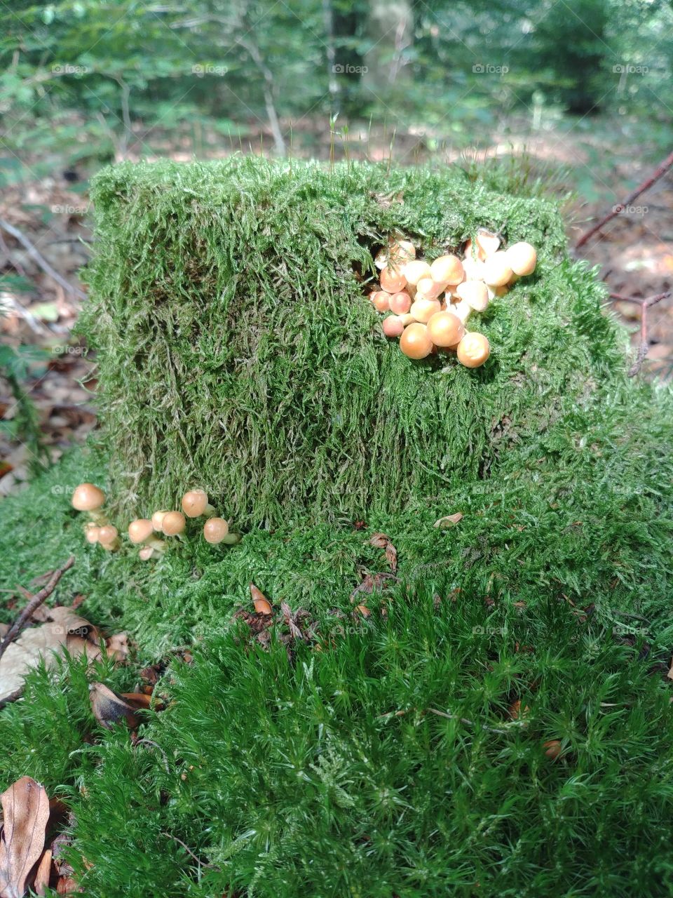 Baum Moos Pilze Mushroom herbst autumn